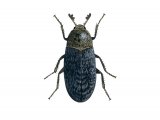 Illustration of Hide Beetle (Dermestes undulatus) (#2959)
