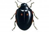 Illustration of Hieroglyphic Ladybird (areata) Coccinella hieroglyphica (#0896)