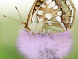 Illustration of High Brown Fritillary (Fabriciana adippe) (#4697)