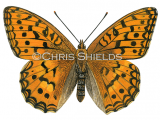 Illustration of High Brown Fritillary (Fabriciana adippe) (#1465)