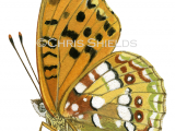 Illustration of High Brown Fritillary (Fabriciana adippe) (#1466)