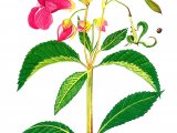 Illustration of Himalayan Balsam (Impatians glandulifera) (#0042)
