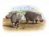 Illustration of Hippopotamus (Hippopotamus amphibius) (#0569)