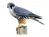 Illustration of Hobby (Falco subbuteo) (#3990)