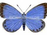 Illustration of Holly Blue (female) Celastrina argiolus (#1380)