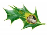 Illustration of Holly Leafminer (Phytomyza illicis).jpg (#2877)