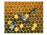 Illustration of Honeycomb with Worker, Drone and Queen Bees (#3898)