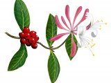 Illustration of Honeysuckle (Lonicera) (#3257)