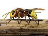 Illustration of Hornet male (Vespa crabro) (#1100)