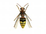 Illustration of Hornet worker (Vespa crabro) (#1112)