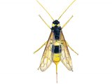 Illustration of Horntail (Uroceras gigas) (#1113)
