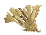 Illustration of Hornwrack (Flustra foliacea) (#4242)