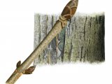 Illustration of Horse Chestnut bark & twig (Aesculus hippocastanum) (#2386)