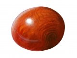 Illustration of Horse Chestnut conker (Aesculus hippocastanum) (#0739)