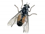 Illustration of Hourglass Horsefly (Hybomitra distinguenda) (#2361)