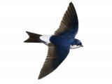Illustration of House Martin (Delichon urbica) (#1168)
