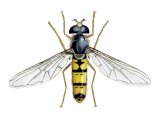 Illustration of Hoverfly (Episyrphus balteatus) (female) (#1128)