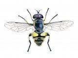 Illustration of Hoverfly (Myathropa florea) (#4296)