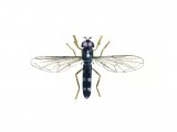 Illustration of Hoverfly (Pale-footed) Platycheirus albimanus (#1117)