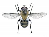Illustration of Hoverfly (male) (Criorhina floccosa) (#2537)