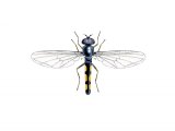 Illustration of Hoverfly (male) (Melanoctoma scalare) (#2553)