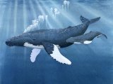 Illustration of Whale - humpbacked  (Megaptera novaeangliae)  (#0263)