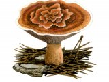 Illustration of Hydnellum aurantiacum (#1709)