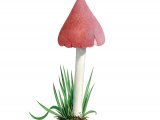 Illustration of Hygrocybe calyptaeformis (#3792)