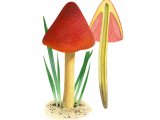 Illustration of Hygrocybe conicoides (Dune Waxcap) (#3734)