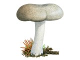 Illustration of Hygrophorus agathosmus (Almond Woodwax) (#3842)
