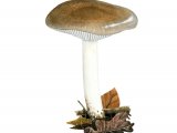 Illustration of Hygrophorus arbustivus (#3841)