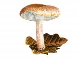 Illustration of Hygrophorus erubescens (Blotched Woodwax) (#3839)
