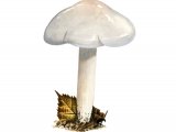 Illustration of Hygrophorus hedrychii (#3848)