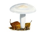 Illustration of Hygrophorus penarius (Matt Woodwax) (#3844)