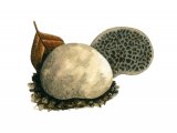 Illustration of Hymenogaster griseus (#1992)