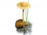 Illustration of Hypholoma ericaeoides (#3496)