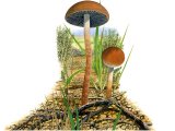 Illustration of Hypholoma ericaeum (#3498)