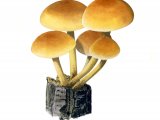Illustration of Hypholoma fasciculare (Sulphur Tuft) (#2029)
