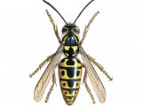 Illustration of Common Wasp (Vespula vugaris) (#2958)