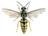 Illustration of German Wasp female (Vespula germanica) (#3155)
