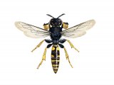 Illustration of Digger Wasp male (Crabro cribrarius) (#3172)