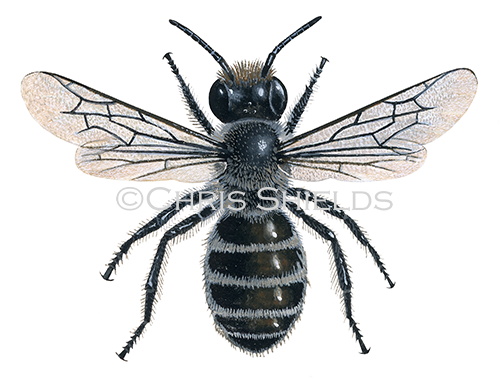 Illustration of Blue Mason Bee (Osmia caerulescens) (#0399)