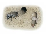 Illustration of Davies Mining Bee (Colletes daviesanus) (#3808)