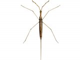 Illustration of IN003, Water Stick insect, Ranatra linearis (#3142)