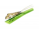 Illustration of Mottled Sedge (Glypholaelius pellucidus) (#3120)