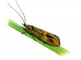Illustration of Great Red Sedge (Phryganis grandis) (#3122)