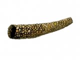Illustration of Caddis Fly larvae Case (Athripsodes) (#3125)