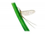 Illustration of Pond Olive (Chloeon) (#3135)