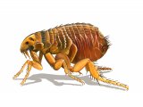 Illustration of Cat Flea (Ctenocerphalides felis) (#4030)