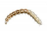 Illustration of Flea Larvae (#4095)